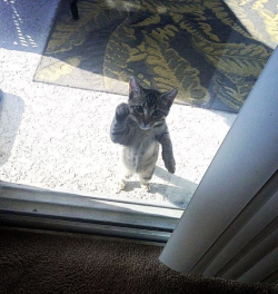 cute-overload:  Can I come in please?http://cute-overload.tumblr.com