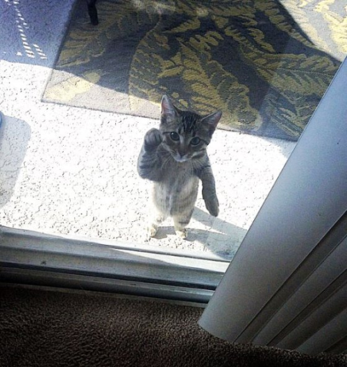 Porn photo cute-overload:  Can I come in please?http://cute-overload.tumblr.com