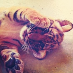 Tigger, is that you? ♥ | via Tumblr en