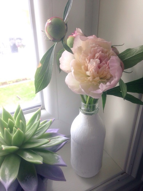 nat-uralist:I can’t stop taking pictures of my peonies in my room, they are blooming so beautiful