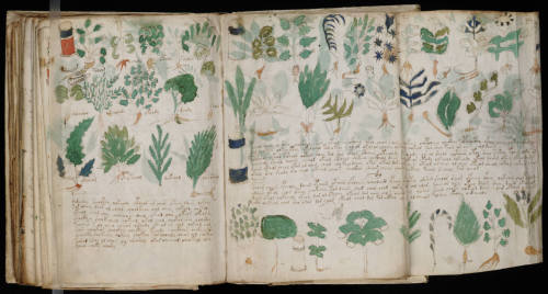moon-medicine: The Voynich Manuscript is a mysterious text, written in an unknown language and fille