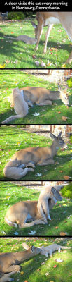 srsfunny:  Deer And Cat Are Morning Friendshttp://srsfunny.tumblr.com/