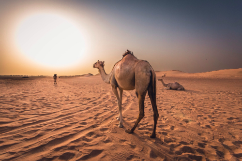 tulipnight: Dubai Desert by Hashbrown26