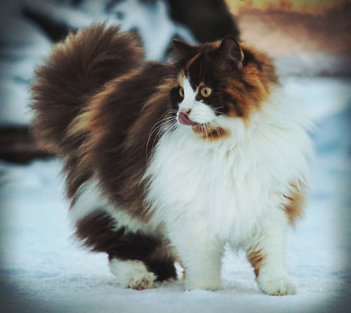 mostlycatsmostly:  mstrkrftz:    Mille, the Norwegian Forest Cat | Jane Bjerkli   I bow to thee, Majestic Creature.   This cat is more attractive then 99% of the girls in my town.