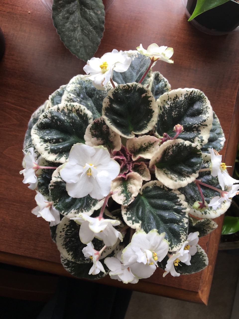 gardenandtable:An African Violet that I’m exceptionally proud of. There are many