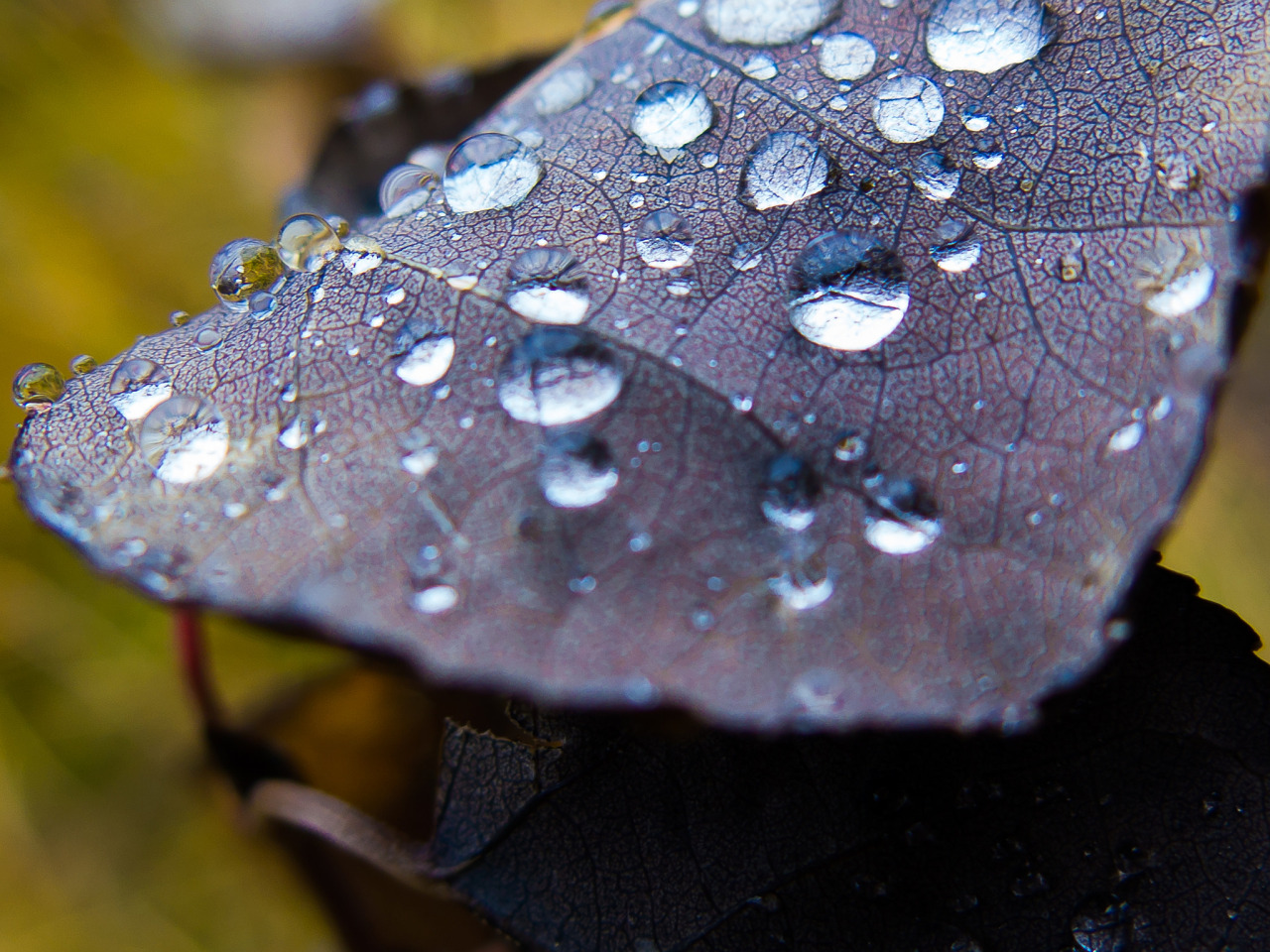 rivermusic:   	Dewy Leaves at Till Lake by Amy Mitchell    	Via Flickr: 	Raindrops