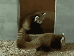 snow-white-sweety:  br-ead:  premiumgifs:  [video]  WHAT ARE THOSE THEY’RE SO CUTE  Red pandas. Quite loveable creatures. 