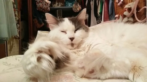 ziggystardustrainbowsnake:a cloud of a cat