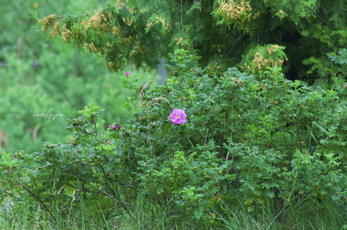 calluna vulgaris