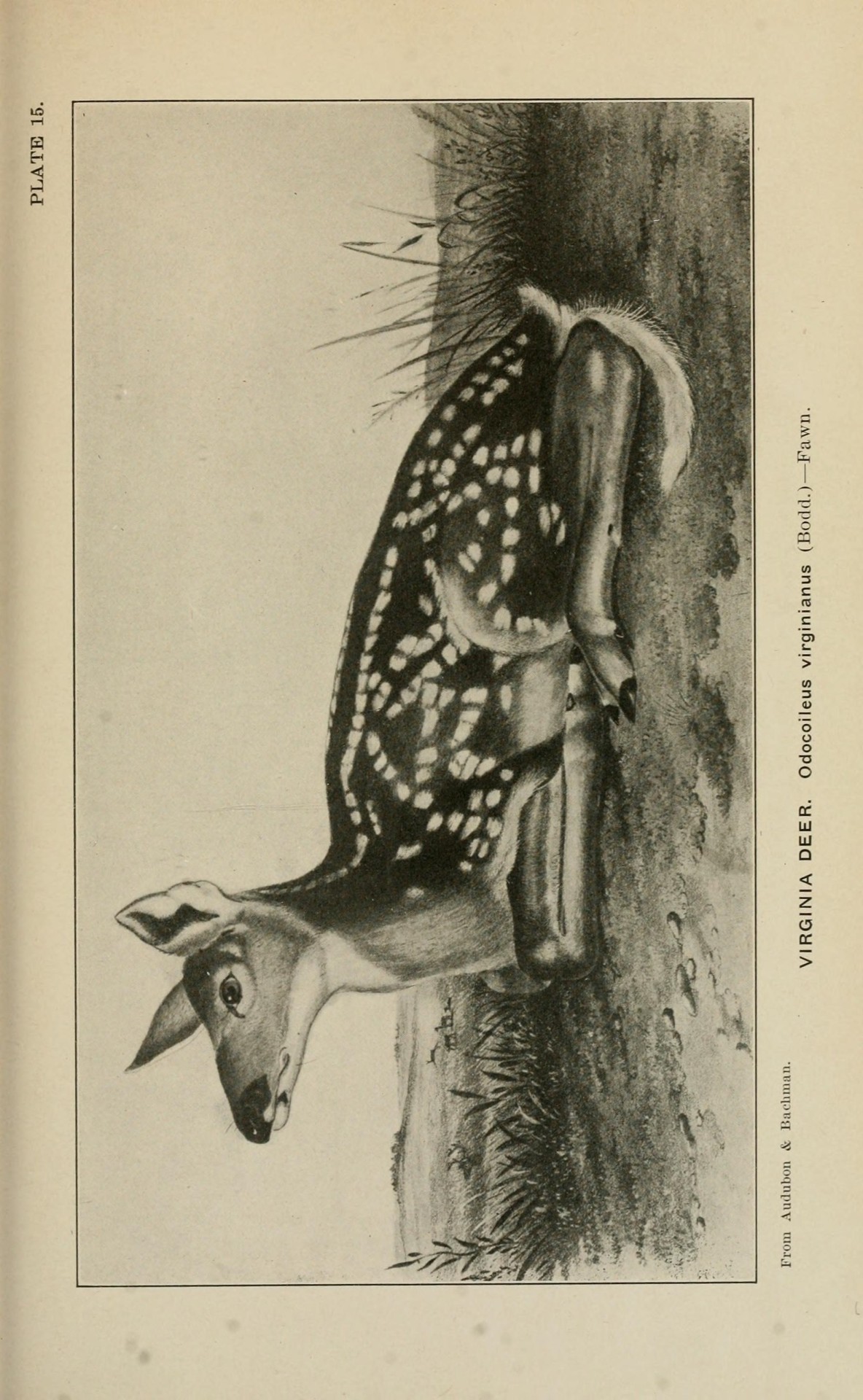 🦌 Annual report of the New Jersey State Museum
Trenton, N.J.: MacCrellish & Quigley, State Printers, 1902-1915.