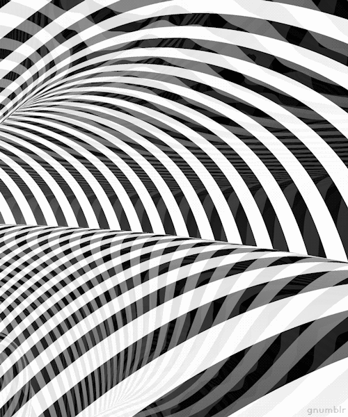 gnumblr:  Zebra Pt.I