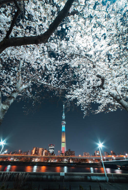 Sakura Season in Japan 2019Photo credits: www.instagram.com/ali.yokota