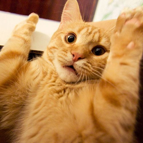 cat-overload:  Paws Up! Don’t Shoot Camera 