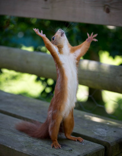 theanimalblog:  Hallelujah. Photo by Martin