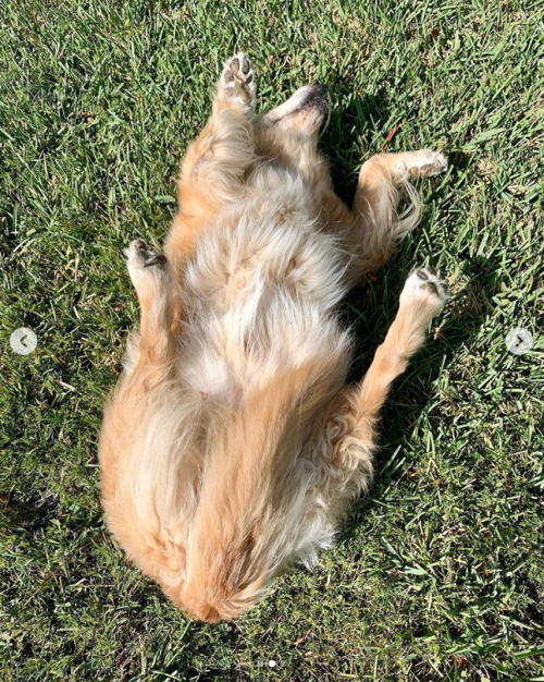 This is Queso. After many years of intense research, she discovered the ideal sunbathing position. T