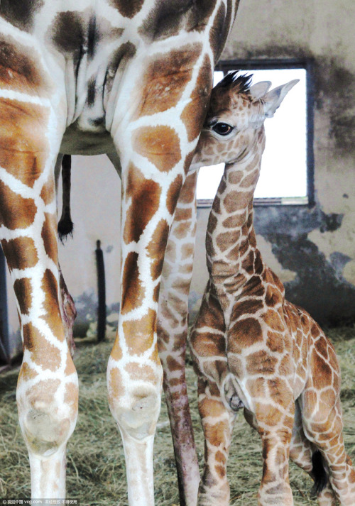 cctvnews:Meet the cute baby giraffe at Suzhou ZooA giraffe cub made its public debut with its mom on