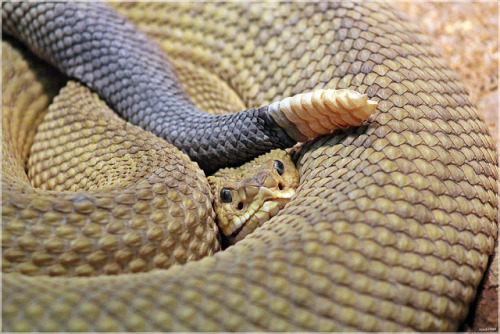 exotic-venom: (Crotalus basiliscus) Mexican west coast rattlesnake, Mexican green rattler