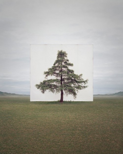 escapekit:TreeSouth Korea-based artist Myoung Ho Lee frames trees to create beautiful natural p