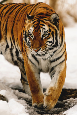 italian-luxury:  Tiger in the snow by Eric Kilby