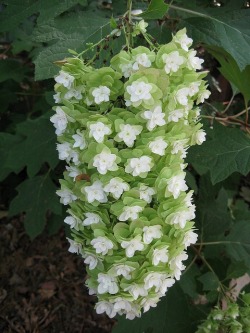 flowersgardenlove:  oak leaf hydrangea  