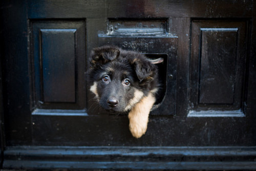 dogsandpupsdaily:- German Shepherd. Want more? Follow:http://dogsandpupsdaily.tumblr.com/