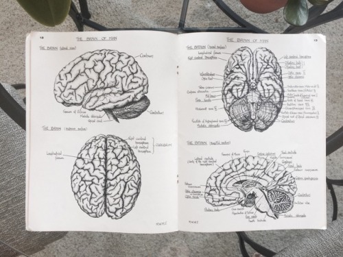 cancerbiophd: an anatomy book from the 1960′s my mom used during nursing school. i love the ha