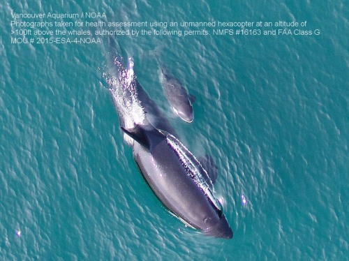 blackfishsound:More aerial shots of L122 and L91. L122 appears to be nursing in the second image! (x