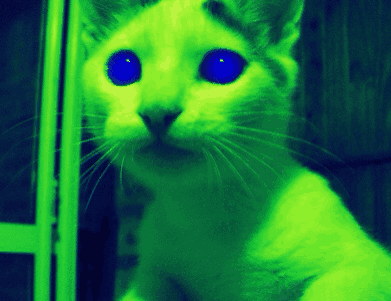 kuller99:  Cat Trip