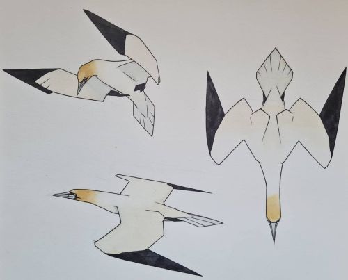 Watercolour and pen drawings of Gannets Ever since first seeing these glorious Seabirds I just want 