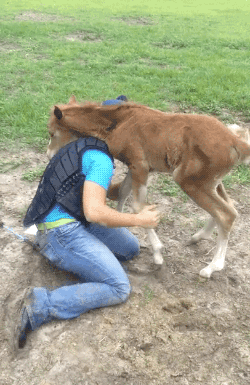 disgustinganimals:  princess-peachie:  gifsboom:  Baby Horse Insists on Cuddling