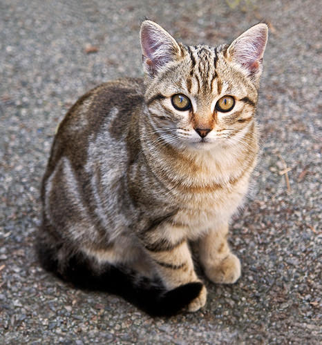 only-cats-photos:  The Orphan http://ift.tt/1vLaSSL - Follow me http://ift.tt/Roy1qi