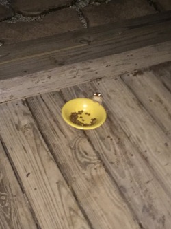 jasonptodd: this frog keeps coming by my coworker’s house and eating their cat food