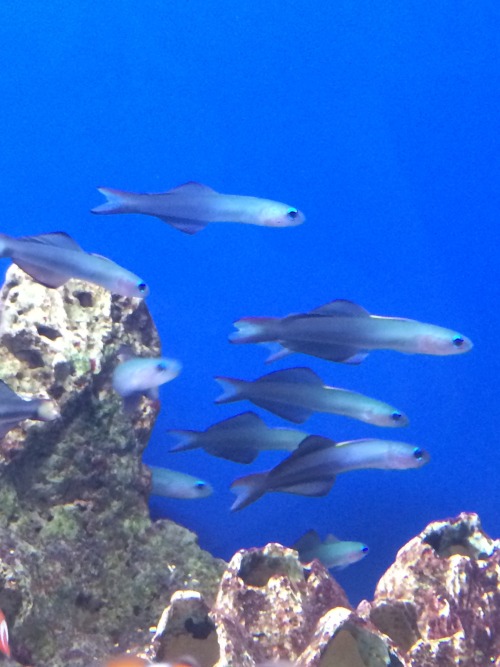 bluecheeseisnotahappycheese:Scissortail gobies are some of the most underrated schooling fish