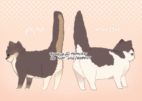 tomsan - i rly wanted to make a postcard of our cats so………………i...