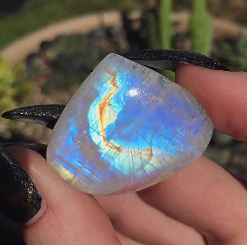 mineraliety:
“ This Moonstone via @kelleye_is so flashy /////
www.instagram.com/mineraliety
”