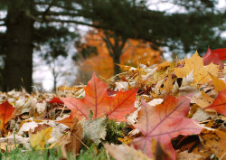 enchanting-autumn:  Nature’s Poem by j