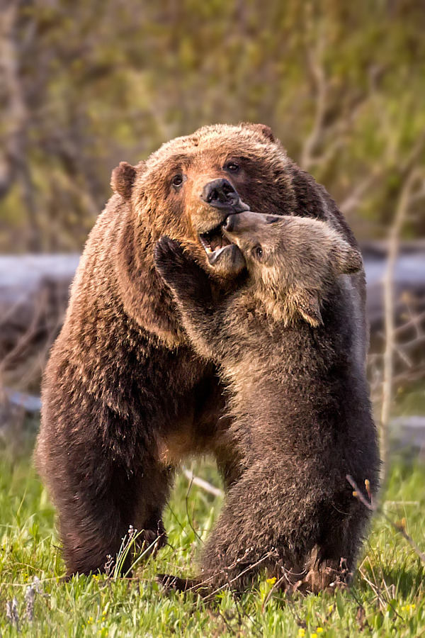 magicalnaturetour:  The Things I Put Up With by Troy Harrison on 500px.com