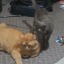 cat0000