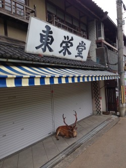 ezzoi:  rinjuu:  Nara, Japan  in naruto shikamaru