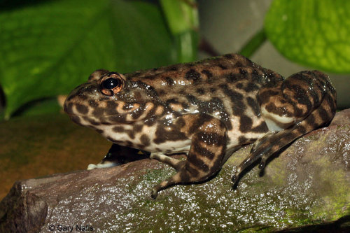 This very nice mountain yellow-legged frog [Rana muscosa] is a breeding specimen belonging to t