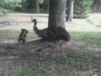 gifsboom:  Video: Emu and Boxer Dog Run in Circles Around Tree