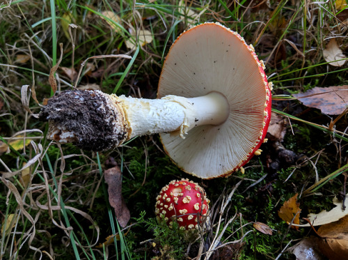 regnum-plantae:Amanita muscariaThe other day I was out for a walk in a wooded area not far from home