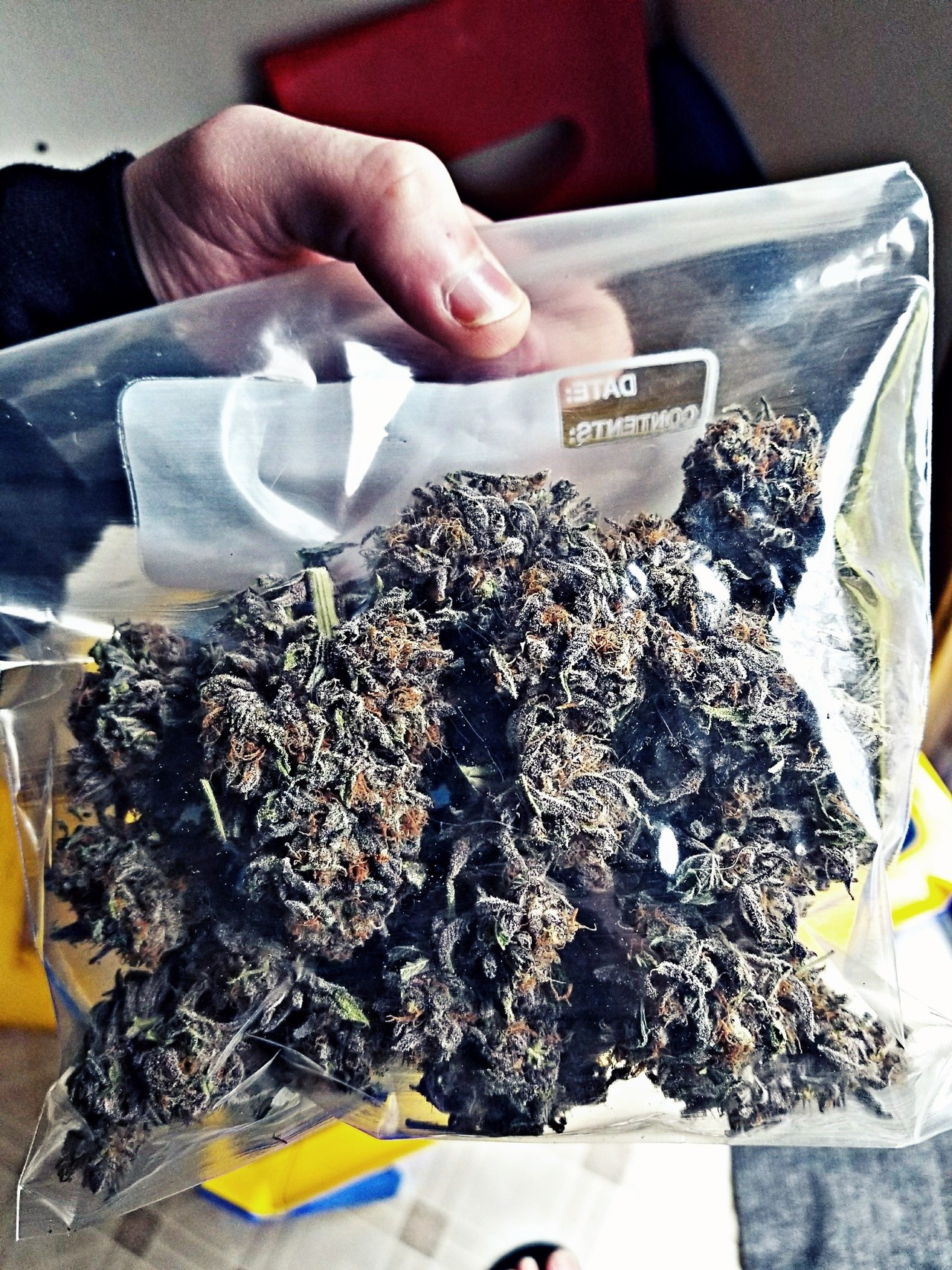 oregonsweetleaf:  Homegrown Purp, Obama Kush
