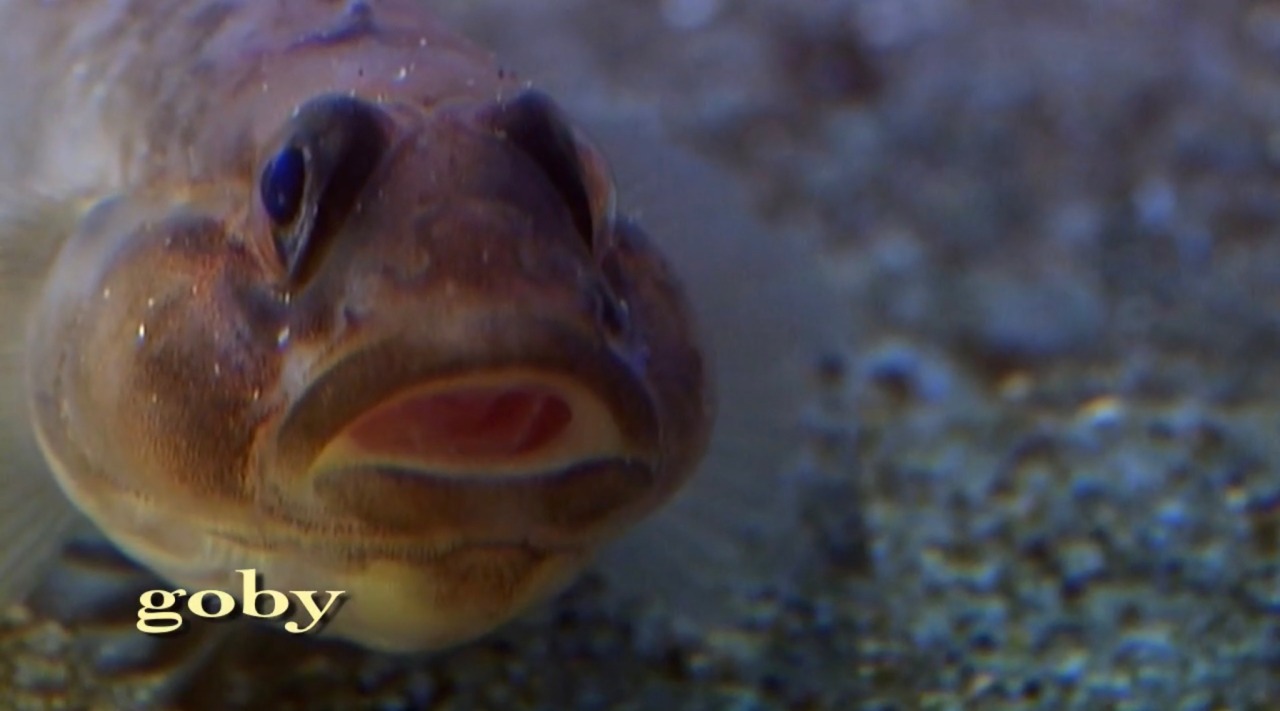 metalgearemily:metalgearemily:WHYY ARE YOU TOUCHING GOBY