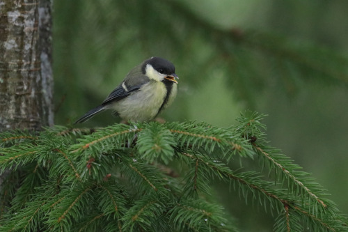 Great tit/talgoxe, Nuthatch/nötväcka, Blue tit/blåmes and European robin/rödhake. They are all juven