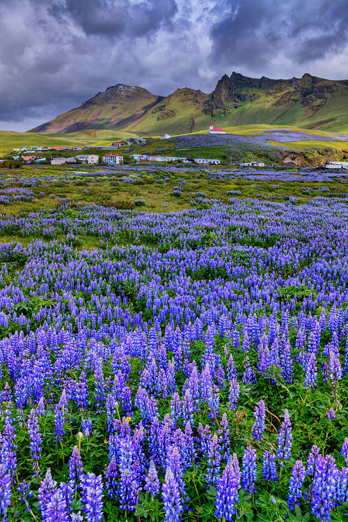 allthingseurope:  The Fields of Vik, Iceland (by Aubrey Stoll) 