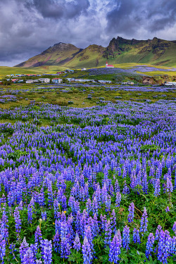 Allthingseurope:  The Fields Of Vik, Iceland (By Aubrey Stoll) 