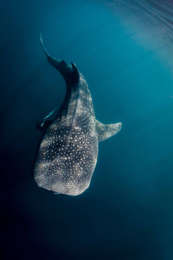 intotheclearing:majestic shark (by Paul Cowell)