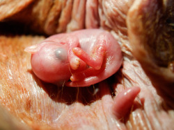 candidscience:  MARSUPIALS: THE POUCH LIFE Marsupial pregnancies begin in the uterus. Rather than developing a placenta, marsupial young leave the uterus between two and four weeks into the pregnancy, depending on species. These very undeveloped, hairless