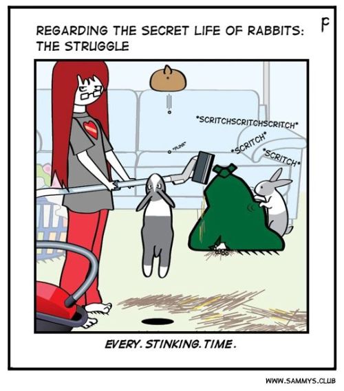 I *tried* to clean. . . #rabbits #bunny #bunnies #houserabbits #rabbitsofinsta #bunnylove #bunniesof
